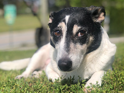 My dog Lucky laying on the grass.